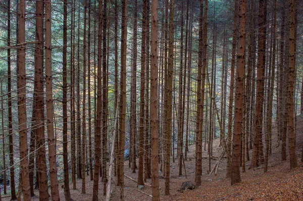 Dead spruces following bark beetle infestation — Stock Image Dead Spruces Bark Beetle Infestation Stock Image