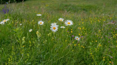 çayır çiçekli bahar