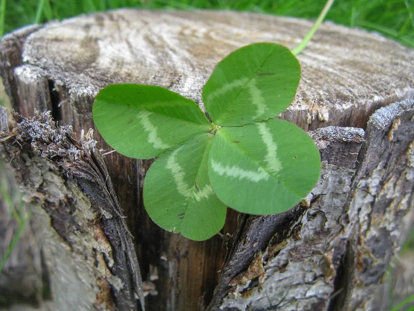 Four Leaf Clover Flower Brings Good Luck — Stock Photo, Image