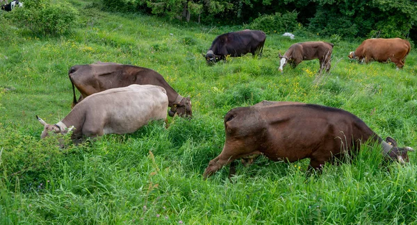 Manada Pastando Pasto Montanha — Fotografia de Stock