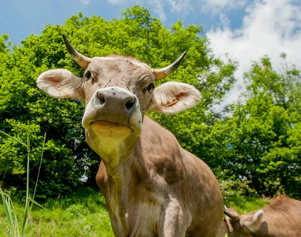 Pastoreio Vaca Pasto — Fotografia de Stock