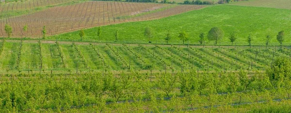 な野菜と一緒に撒かれる農業分野 — ストック写真