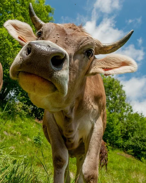 Pastoreio Vaca Pasto — Fotografia de Stock