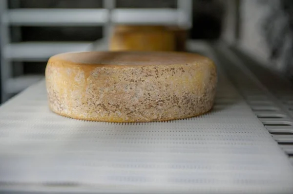 광산에서 치즈의 조미료 — 스톡 사진