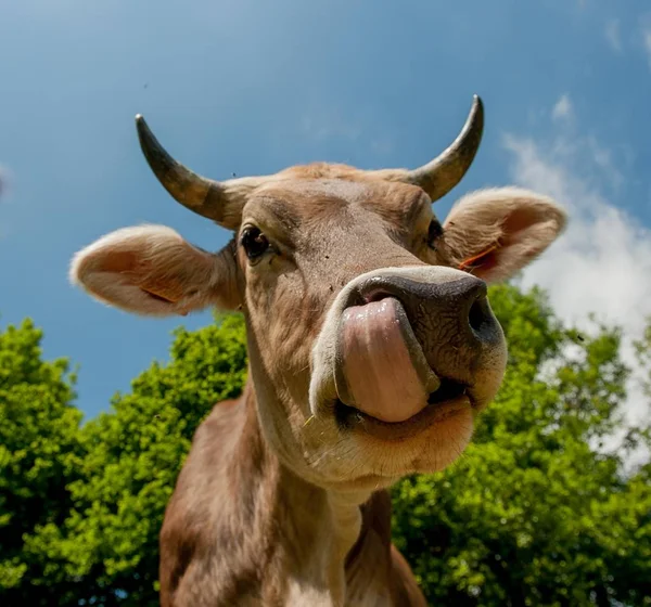 Kráva Pastvine — Stock fotografie
