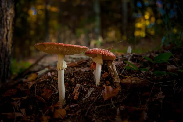 Cogumelos Venenosos Floresta — Fotografia de Stock