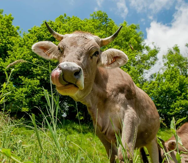 Kráva Pastvine — Stock fotografie