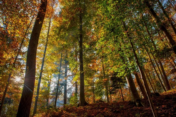 Forest Full Autumn Colors — Stock Photo, Image