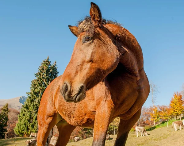 Cavallo Nel Campo Che Nutre Erba — Foto Stock