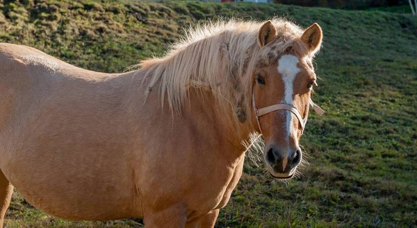 Hästen Fältet Som Livnär Sig Gräs — Stockfoto