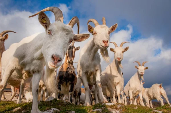 Kambing Padang Rumput Pegunungan Tinggi — Stok Foto