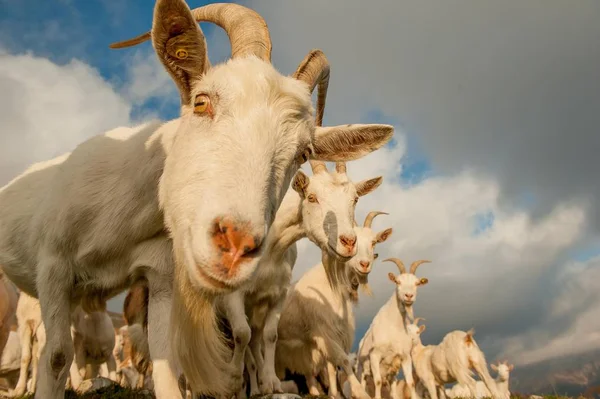 Kambing Padang Rumput Pegunungan Tinggi — Stok Foto