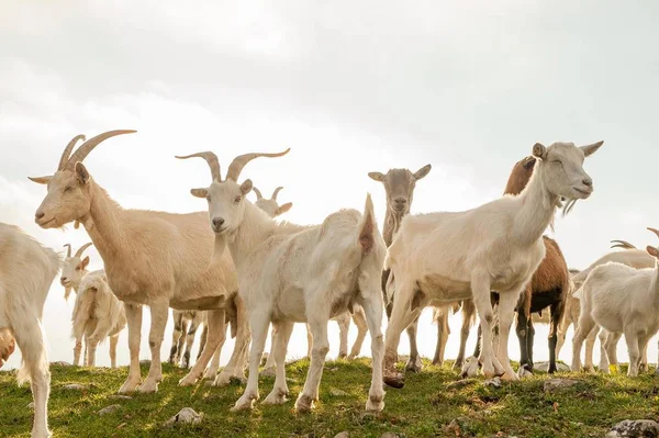 Kambing Padang Rumput Pegunungan Tinggi — Stok Foto