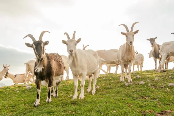 Cabras Pastos Alta Montaña —  Fotos de Stock