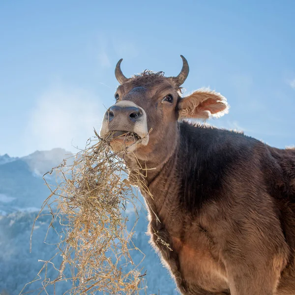 Pastoreio Vacas Exploração Biológica — Fotografia de Stock