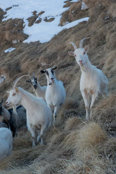 Kambing di pegunungan dan Kashmir — Stok Foto