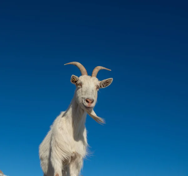 Kambing di pegunungan dan Kashmir — Stok Foto