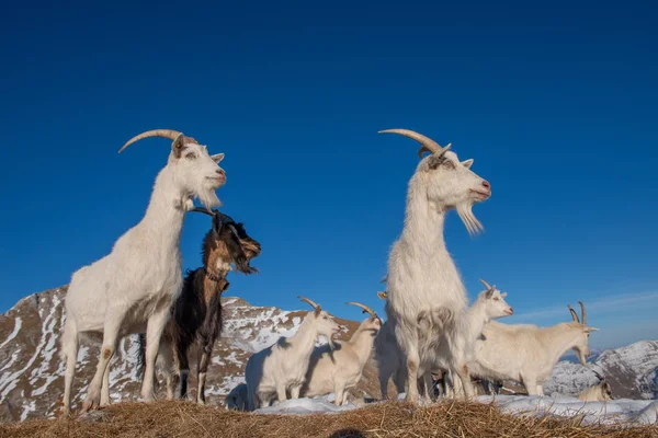 Kozy v hornaté a Kašmíru — Stock fotografie