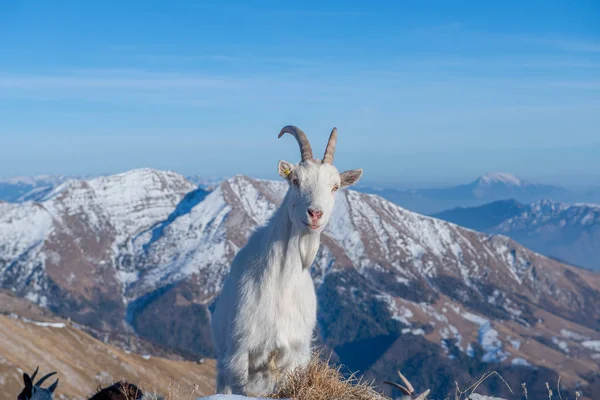 Getter i den bergiga och Kashmir — Stockfoto