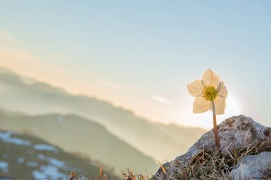 Helleborus 