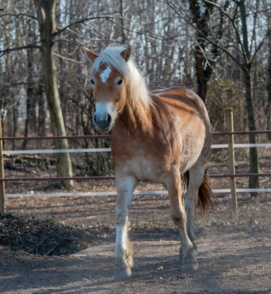 Koně běží zdarma — Stock fotografie