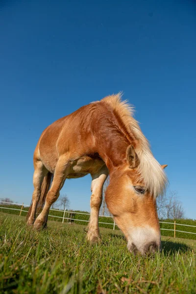 Koně běží zdarma — Stock fotografie