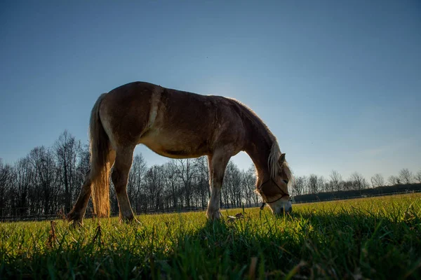 自由奔跑的马 — 图库照片
