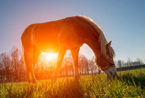 Hästar springa fritt — Stockfoto