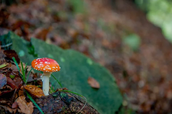 Cogumelos venenosos — Fotografia de Stock