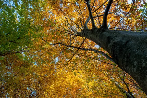 Enchanted forest — Stock Photo, Image