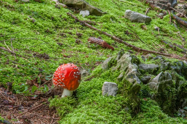 Ammanita de cogumelos — Fotografia de Stock