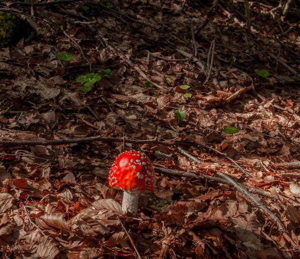 Амманит гриба — стоковое фото