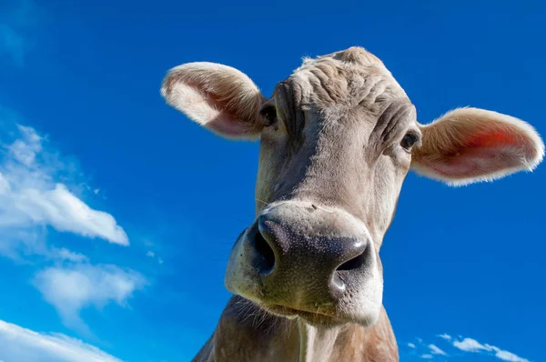 Cow Stock Photo