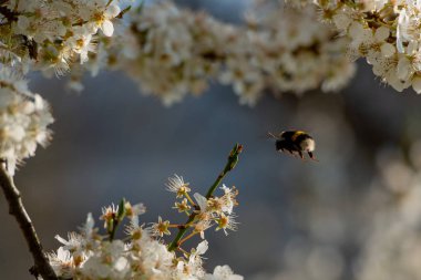 Çiçekli Kiraz Ağacı