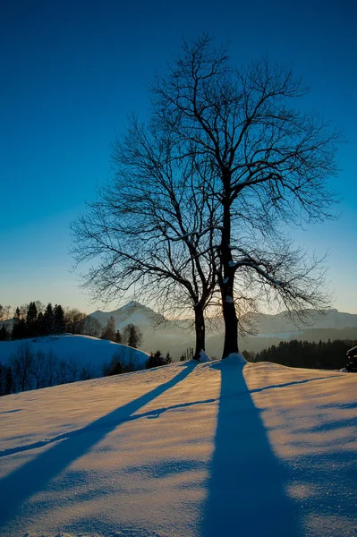 Árvore ao pôr do sol com neve — Fotografia de Stock
