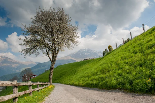 Strada alberata — Foto Stock