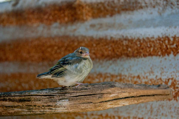 Birdie — Stockfoto