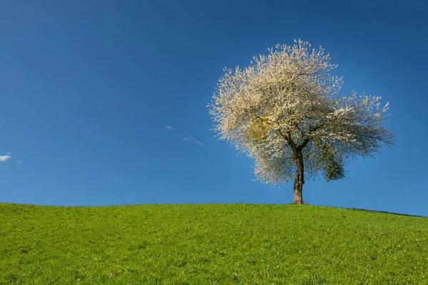 Baum mit Kirschblüten — Stockfoto