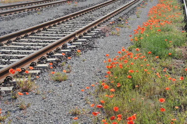 Railroad with flowers — Stock Photo, Image