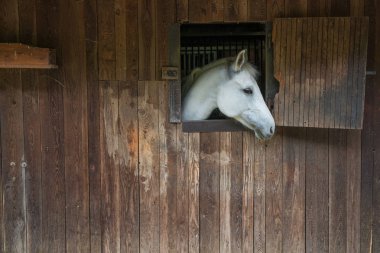 horse in the stable clipart