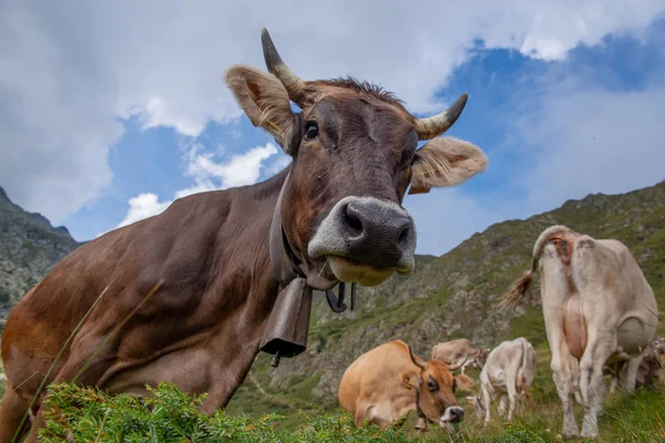 Vaca no pasto — Fotografia de Stock