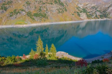 Göl kenarındaki ağaçlar