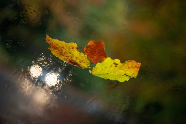 Mokry liść przyklejony do samochodu — Zdjęcie stockowe