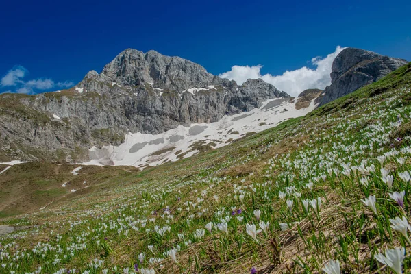Pâturages Fleuris Dans Les Montagnes — Photo