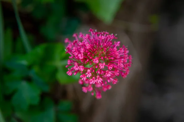 Kovit Sembolünü Biçimlendiren Çiçekler — Stok fotoğraf