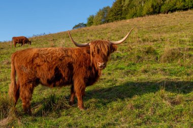 İskoçya İnekleri dağlarda otluyor