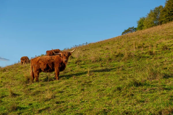 Scottish Highland Cows Grazing Mountains — Stock Photo, Image