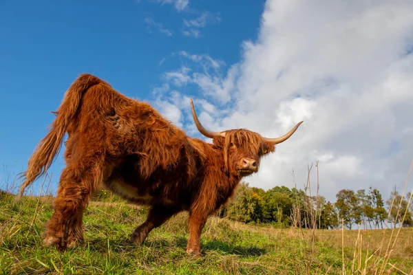 Vacas Escocesas Das Terras Altas Pastando Nas Montanhas — Fotografia de Stock