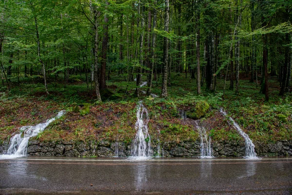 Waterstromen Het Bos Een Hevige Regenbui — Stockfoto