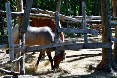     iki at bir ahşap padok içinde güneşin yaktı 